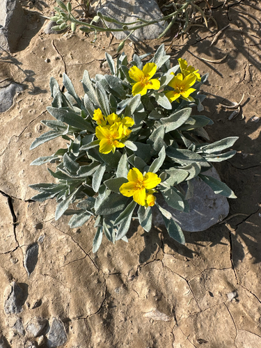 Fendler's bladderpod
