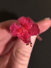 Aesculus × carnea