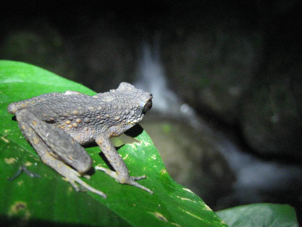 Napal Licin Stream Toad (Ansonia glandulosa)