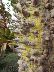 Ceiba insignis