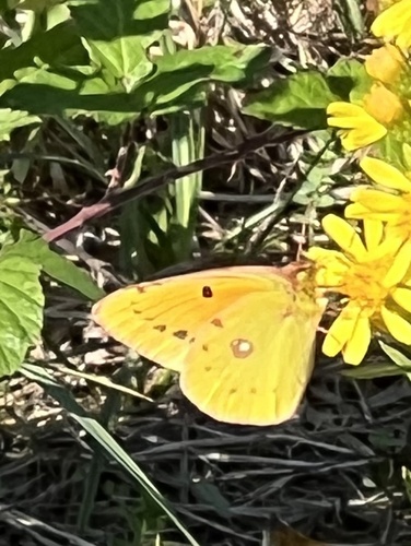 Clouded Yellow
