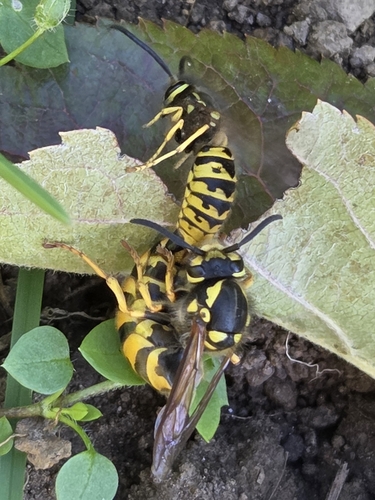 German Yellowjacket