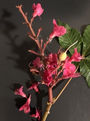 Aesculus × carnea