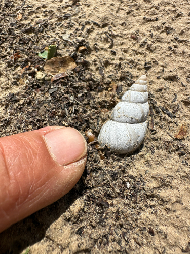 Striped Rabdotus Snail