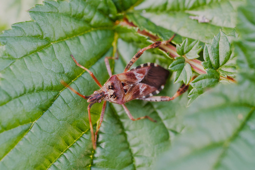 Western Conifer Seed Bug