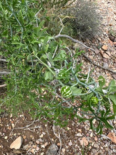 Slimlobe Globeberry