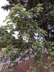 Aesculus × carnea