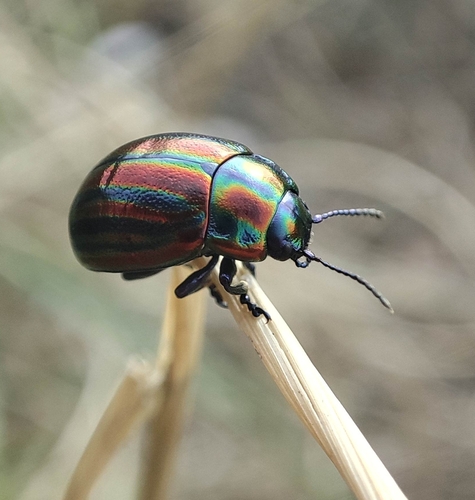 Rainbow Leaf Beetle