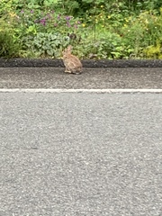 Sylvilagus floridanus