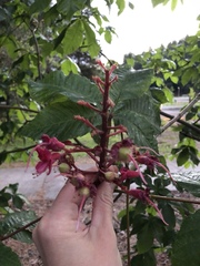 Aesculus × carnea