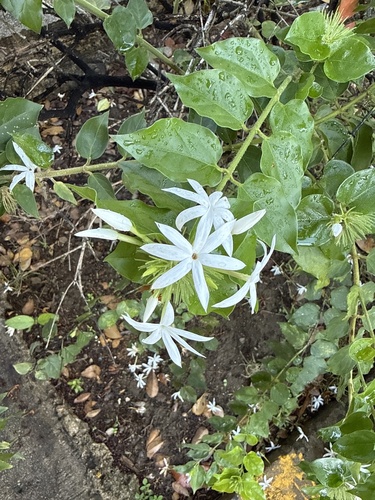 Jasminum multiflorum observed 2026-10-16