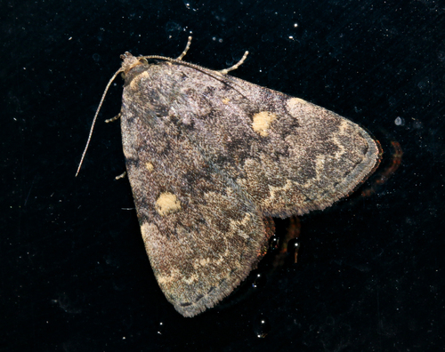 Common Idia Moth
