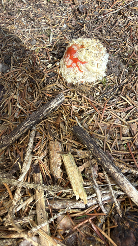 Fly Agaric