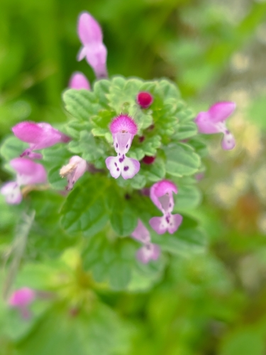 henbit deadnettle