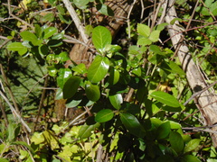 Magnoliopsida