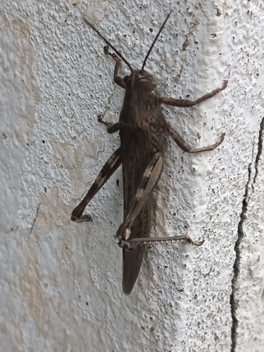 Egyptian Bird Grasshopper