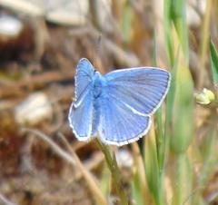 Polyommatus icarus