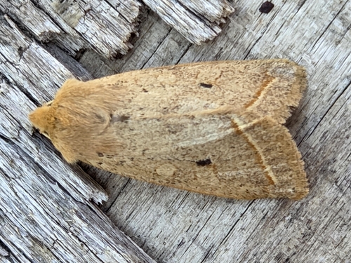 Yellow-line Quaker