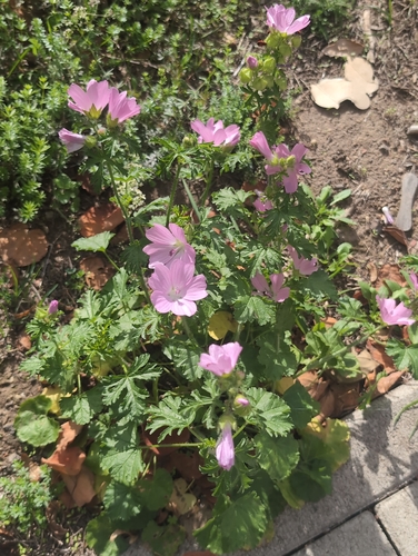 musk mallow