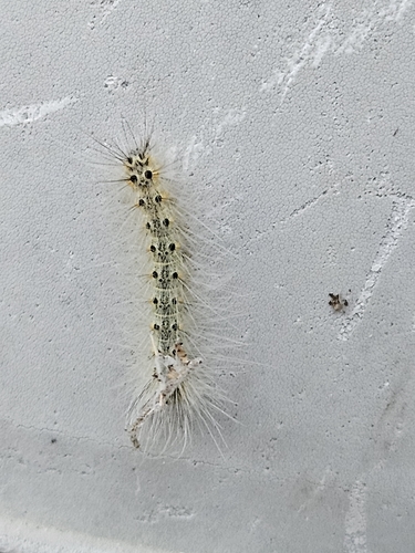 Fall Webworm Moth