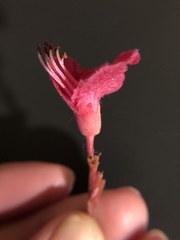 Aesculus × carnea