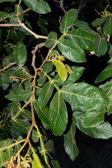 Inga eriocarpa