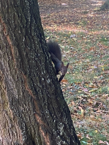 Eurasian Red Squirrel