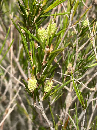 Melaleuca uncinata observed 2026-10-16