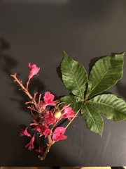 Aesculus × carnea