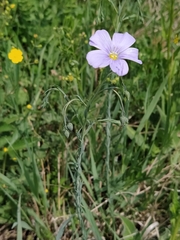 Linum perenne