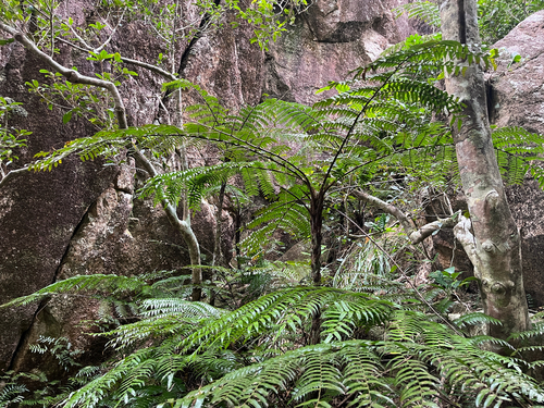 Gymnosphaera rebeccae observed 2026-10-15