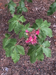 Aesculus × carnea