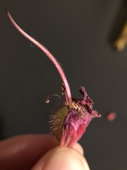 Aesculus × carnea