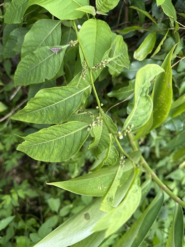 Deeringia polysperma observed 2026-10-15