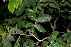Inga eriocarpa