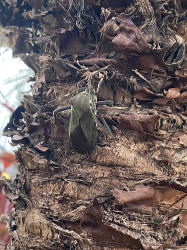 Pachylis laticornis