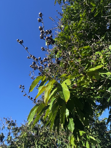Lagerstroemia speciosa observed 2026-10-16