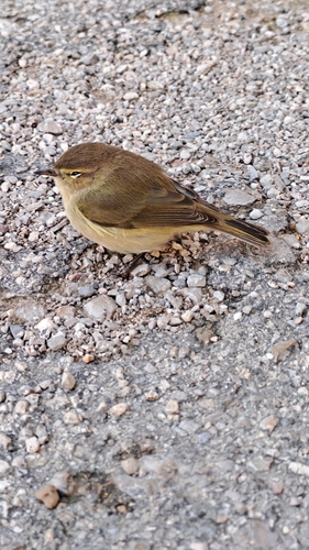Common Chiffchaff