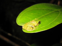 Philautus ventrimaculatus