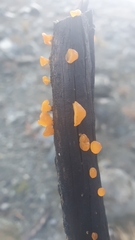 Heterotextus miltinus