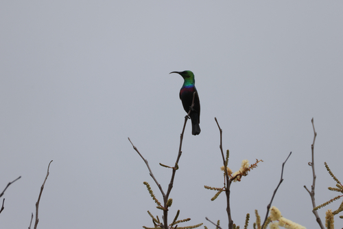 iNaturalist image