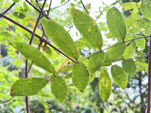 Wisteriopsis reticulata observed 2026-10-15