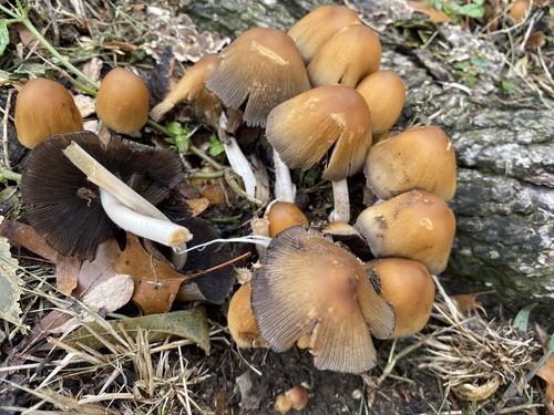 mica cap