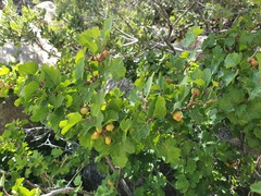 Rhus aromatica simplicifolia