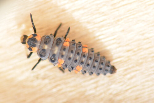 Seven-spotted Lady Beetle