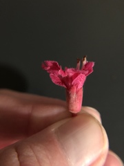 Aesculus × carnea