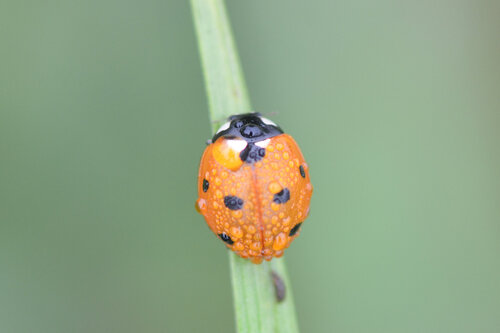 Seven-spotted Lady Beetle