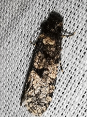 Morophaga morellus