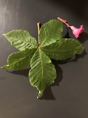 Aesculus × carnea