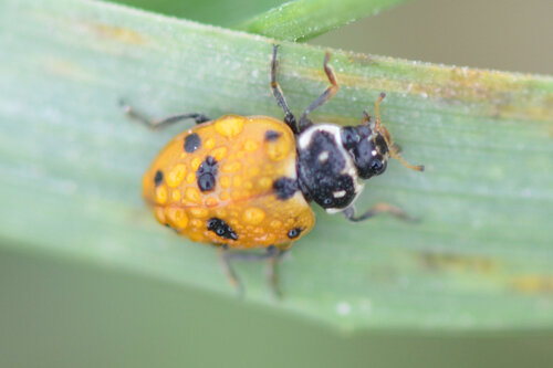 Variegated Lady Beetle